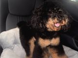 Black tan poodle emsallerin en uygunu