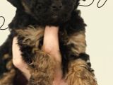 Black Tan Poodle Emsallerin En Uygunu