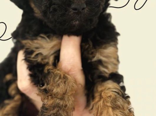 Black Tan Poodle Emsallerin En Uygunu görsel