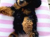 Black Tan Poodle Emsallerin En Uygunu