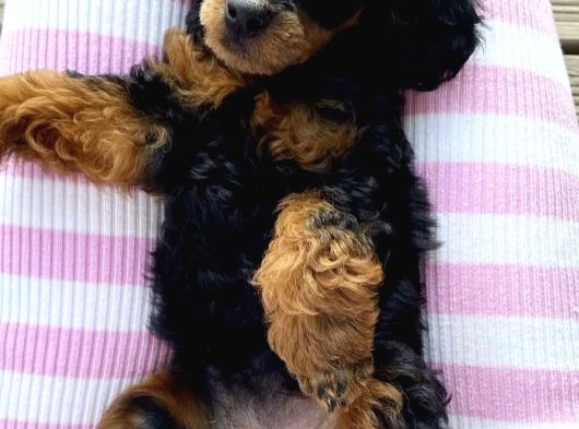 Black Tan Poodle Emsallerin En Uygunu görsel