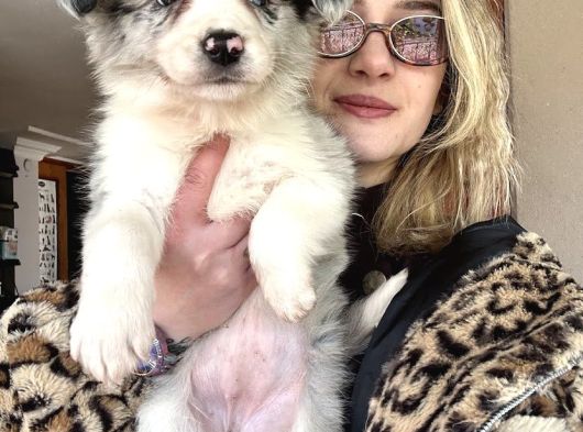 Eğitim Okulundan Border Collie Yavruları