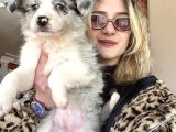 Eğitim Okulundan Border Collie Yavruları