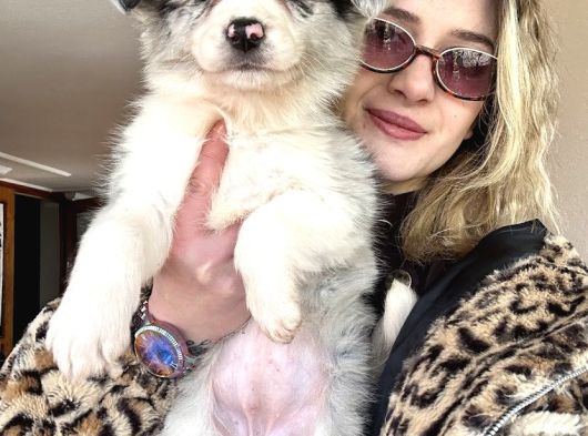 Eğitim Okulundan Border Collie Yavruları görsel