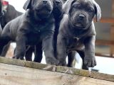 Üst Seviye Cane Corso Yavrular Teslime Hazır