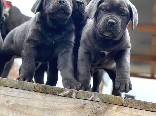 Üst Seviye Cane Corso Yavrular Teslime Hazır görsel