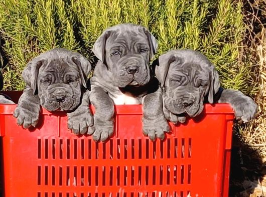 üst seviye cane corso yavrular teslime hazır