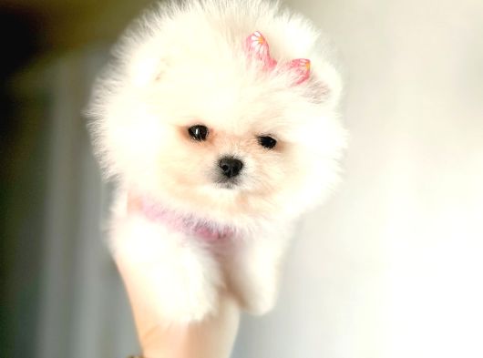 Teacup Prenses görsel