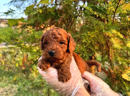 Üst Kali̇te Poodle Yavrular görsel