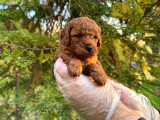 Üst Kali̇te Poodle Yavrular