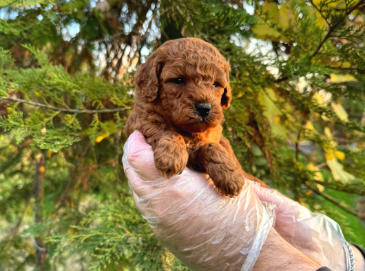 Üst Kali̇te Poodle Yavrular görsel