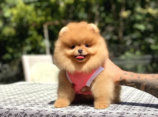 Üst Kali̇te Pomeri̇an Boo Yavrular görsel
