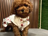 ÜST KALİTE POODLE YAVRULAR