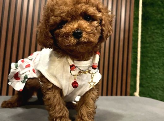 Üst Kali̇te Poodle Yavrular