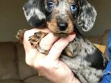 BLUE merle A KALİTE MAVİ GÖZ AŞILI BEBEĞİMİZ