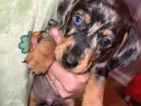 Blue Merle A Kali̇te Mavi̇ Göz Aşili Bebeği̇mi̇z