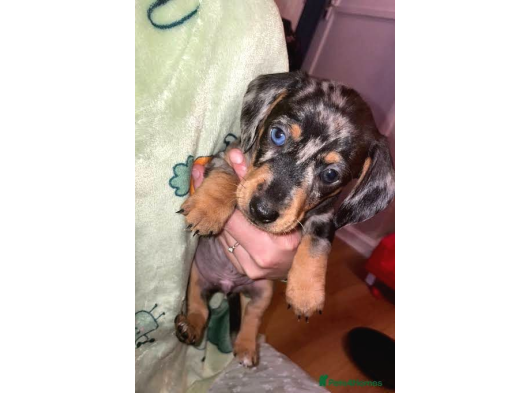 Blue Merle A Kali̇te Mavi̇ Göz Aşili Bebeği̇mi̇z görsel