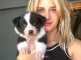 Eğitim Okulundan Border Collie Yavruları