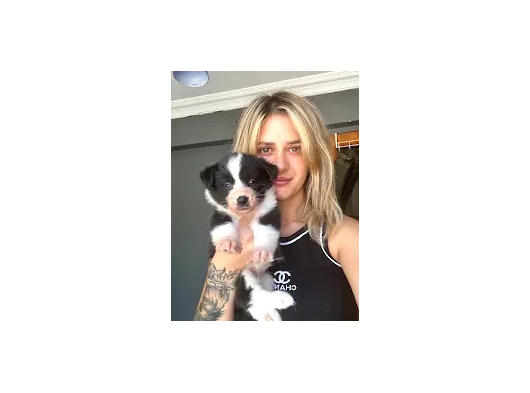 Eğitim Okulundan Border Collie Yavruları görsel