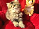Kaliteli British Longhair Bebek Arayanlara