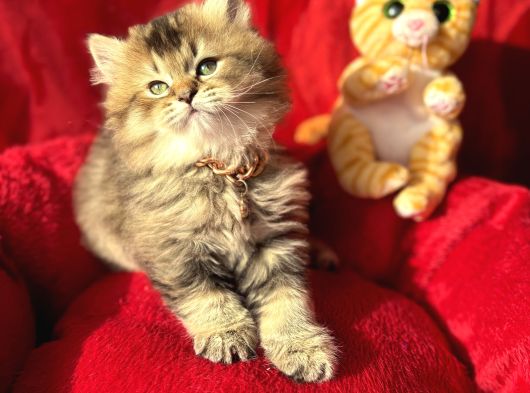 Kaliteli British Longhair Bebek Arayanlara görsel