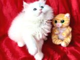 Kaliteli British Longhair Bebek Arayanlara