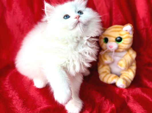 Kaliteli British Longhair Bebek Arayanlara görsel