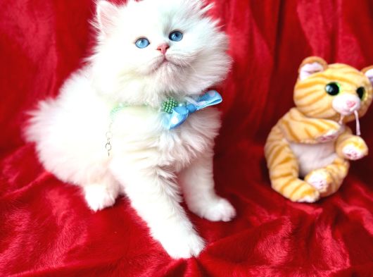 Kaliteli British Longhair Bebek Arayanlara görsel