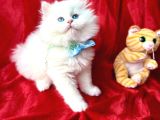Bri̇ti̇sh Longhai̇r Whi̇te Yavrular