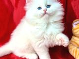 Kaliteli British Longhair Bebek Arayanlara