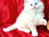 Bri̇ti̇sh Longhai̇r Whi̇te Yavrular