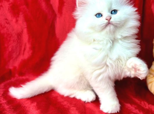 Bri̇ti̇sh Longhai̇r Whi̇te Yavrular görsel