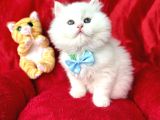 Bri̇ti̇sh Longhai̇r Whi̇te Yavrular