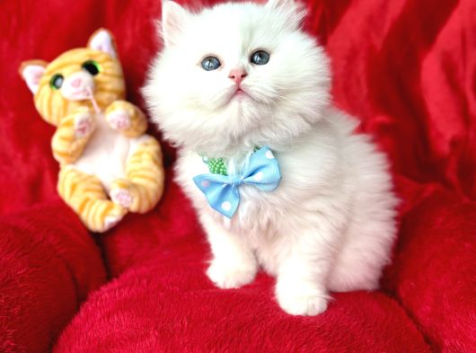 Bri̇ti̇sh Longhai̇r Whi̇te Yavrular görsel