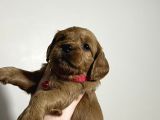 COCKAPOO YAVRULAR