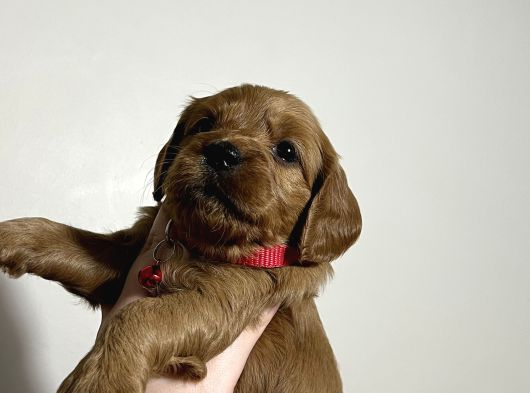 Cockapoo Yavrular