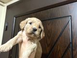 Cockapoo Yavrular