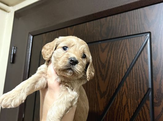 Cockapoo Yavrular görsel