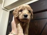 Cockapoo Yavrular