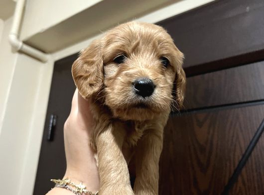 Cockapoo Yavrular görsel