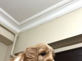 Cockapoo Yavrular