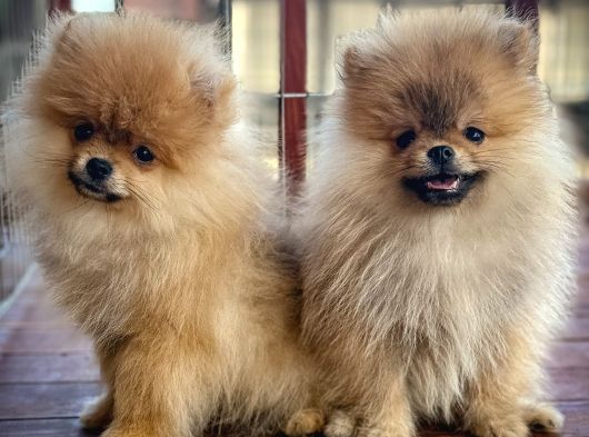 Çiftlikten A Kalite Pomeranian Boo Tüm Renkler Teddy Bear görsel