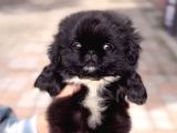 Black pekinez ırkının en özeli