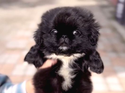 Black Pekinez Irkının En Özeli