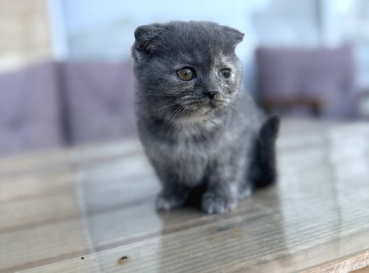 Scottis Ve Brithis Bebeklerım görsel