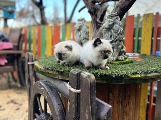 Çikolata Point Yavrularımız görsel