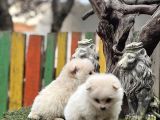 Pomerian Boo Bebekler