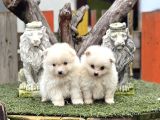 Pomerian Boo Bebekler