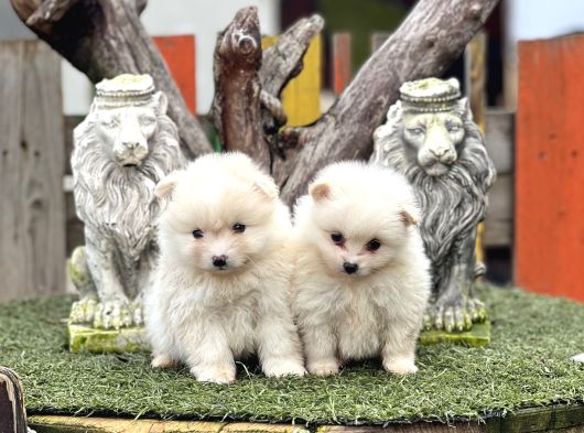 Pomerian Boo Bebekler görsel