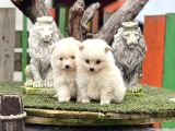 Pomerian Boo Bebekler